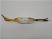 藏品(黃頭鷺)的圖片